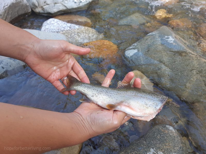 How to Clean a Trout
