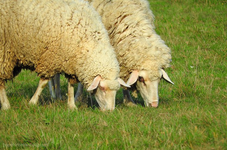 What Do Sheep Eat A List of Plant Types • a traditional life