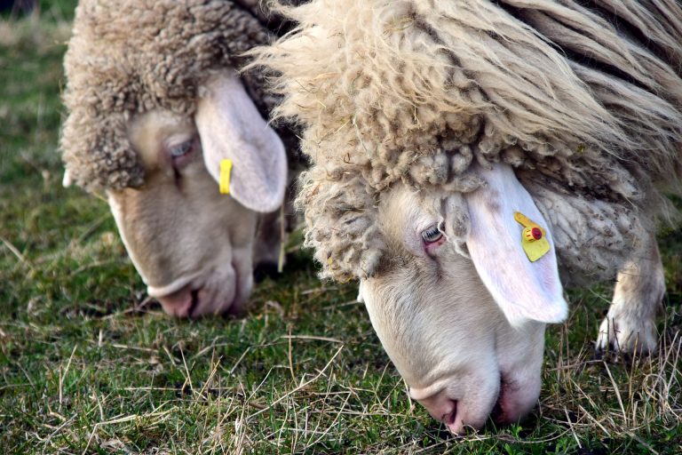 What Do Sheep Eat: A List of Plant Types