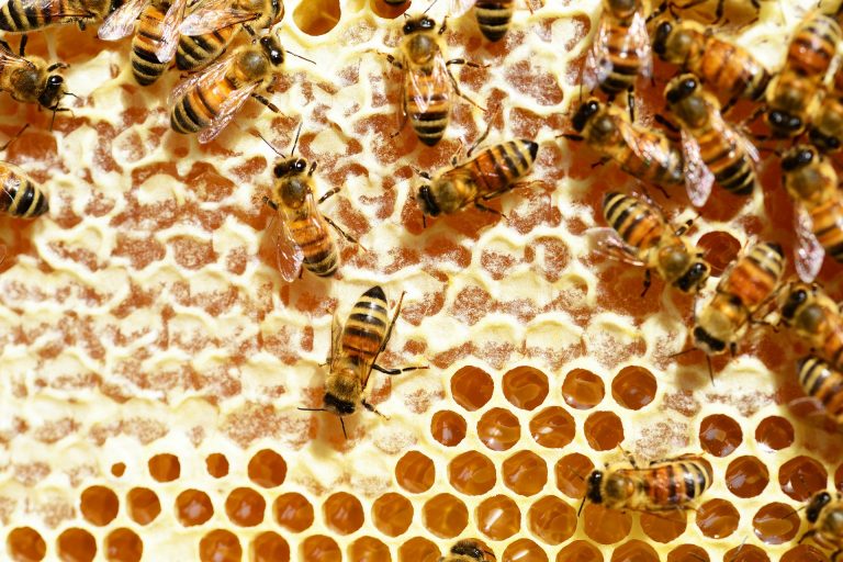 Extracting Honey in Late Summer