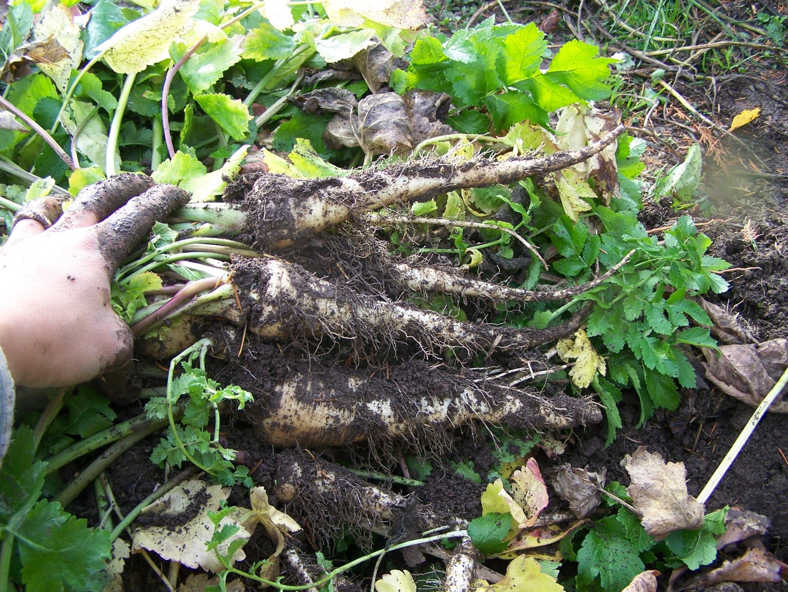Storing Root Vegetables for Winter • a traditional life