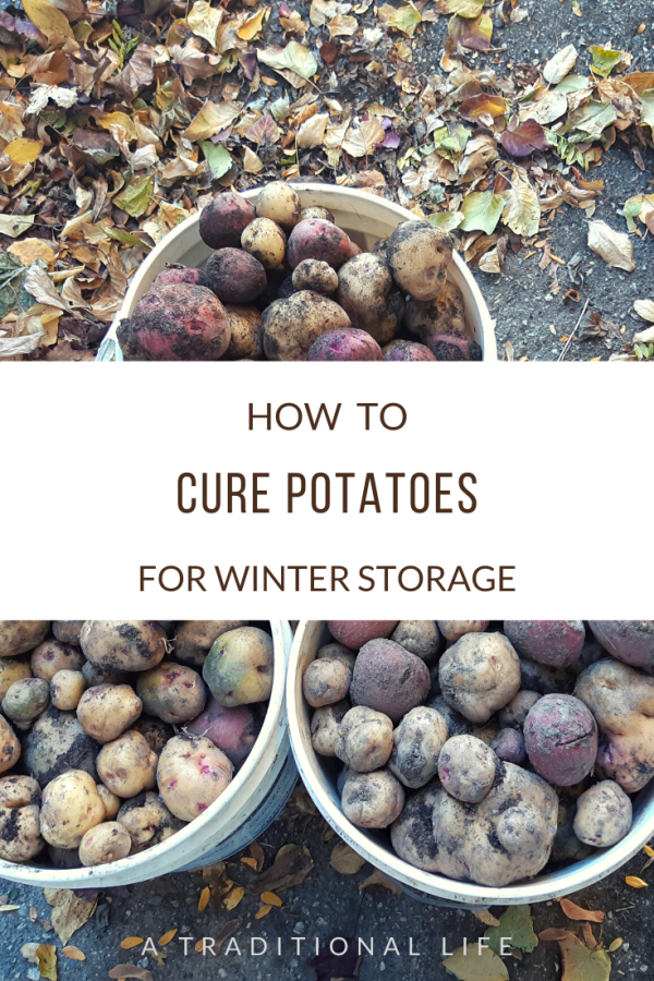 How to Cure and Store Potatoes for Winter