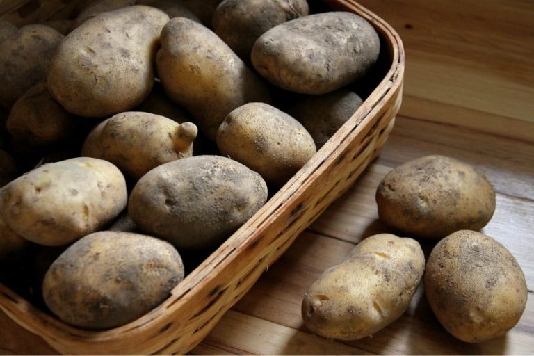 a basket of russet potatoes that have been cured for storage