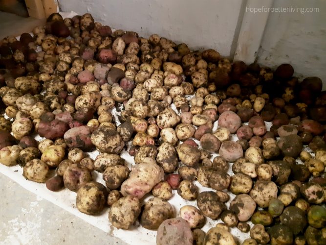 How We Cure Potatoes for Winter Storage