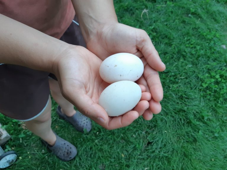 Farm fresh eggs held in the hands