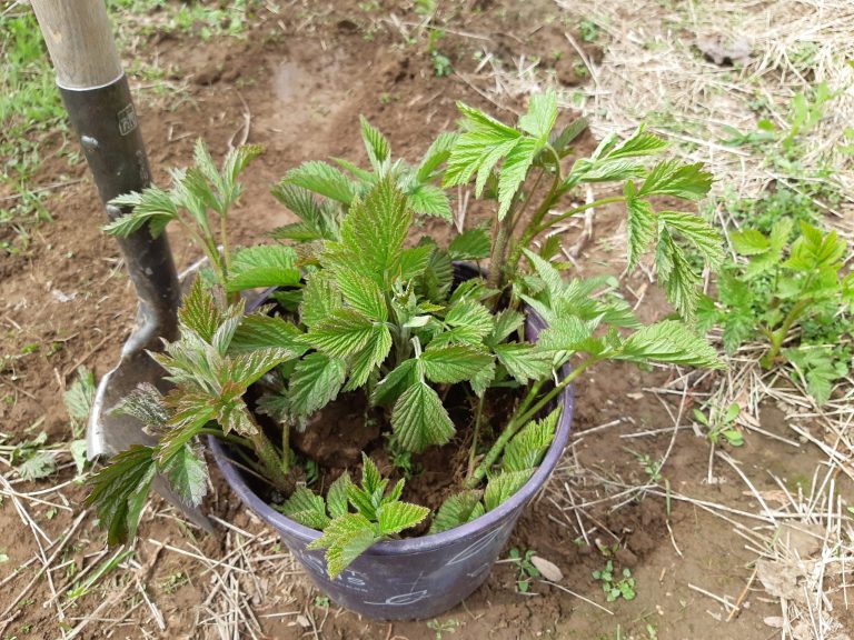 Propagating Raspberries From Suckers