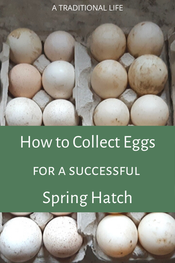 How to Collect Eggs for Hatching • a traditional life