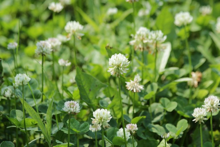 A Clover Lawn For the Mountain Farmstead