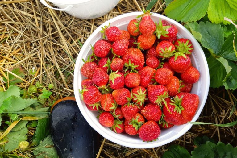 A white pail filled with fresh picked ripe strawberries.