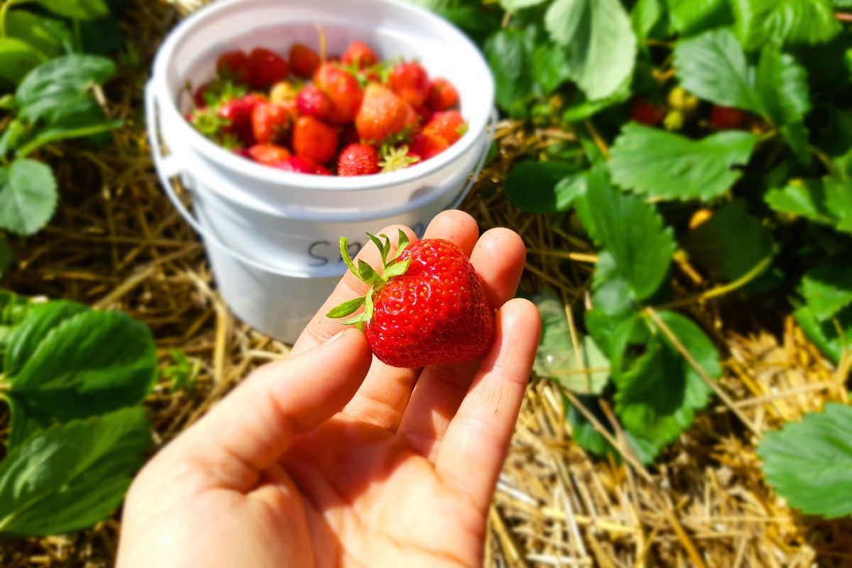 My hands picking strawberries into a white pail filled with strawberries.