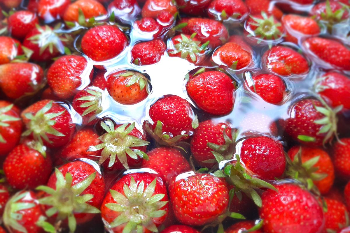 Whole strawberries with the green leaves being rinsed in cold running water.