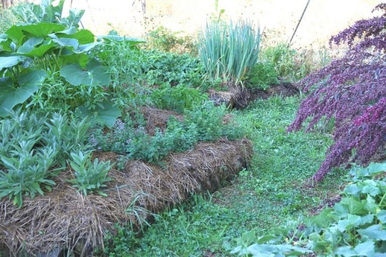 A developed and luscious hugelkultur garden, complete with raised beds