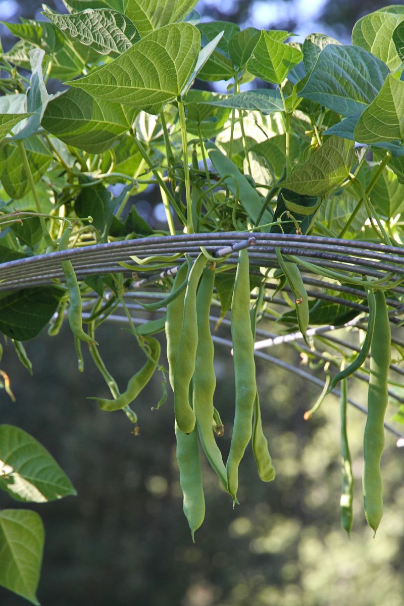 Green beans growing on an arched trellis system.
