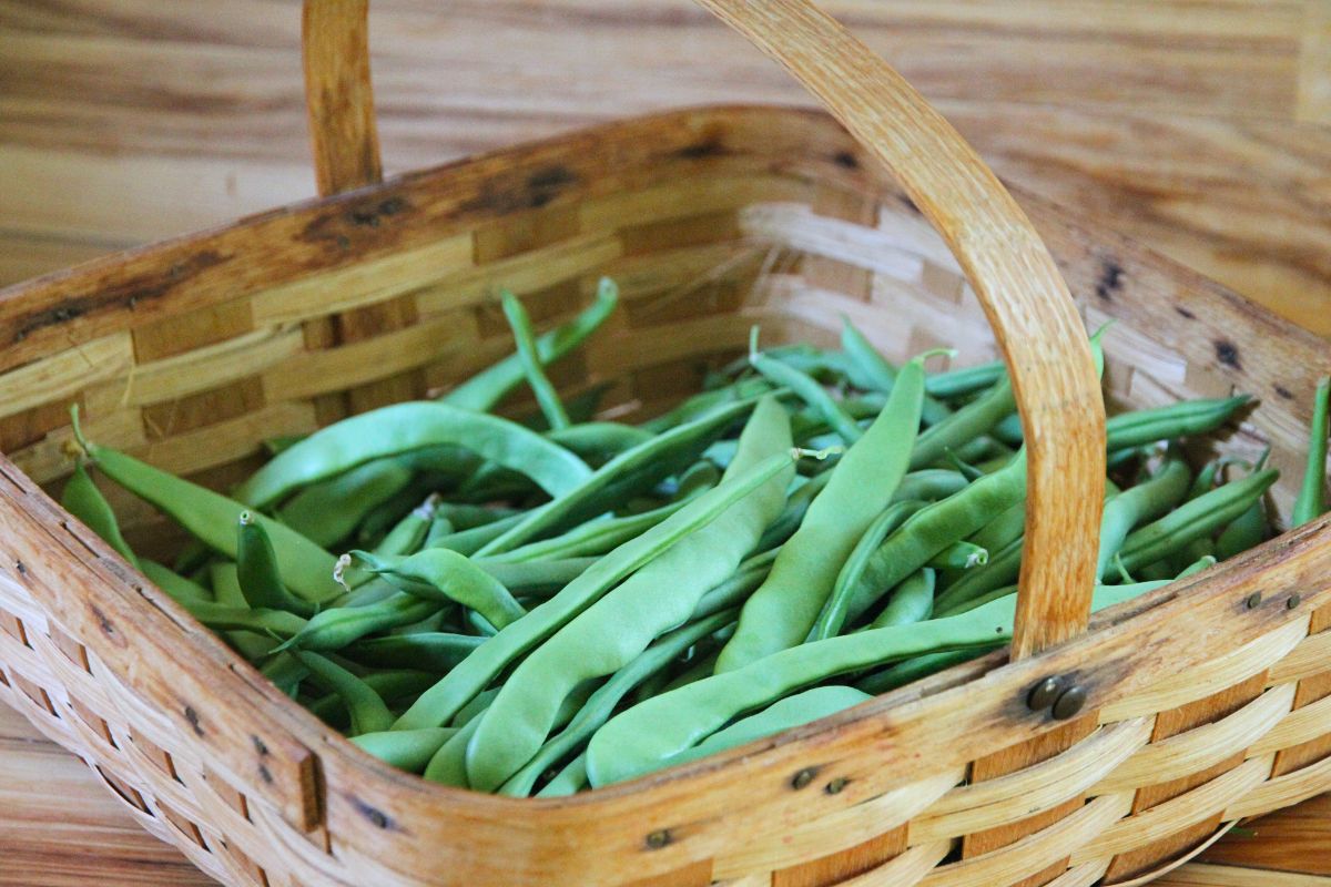 A lot of green beans in a wicker basket, ready to be trimmed and bagged.