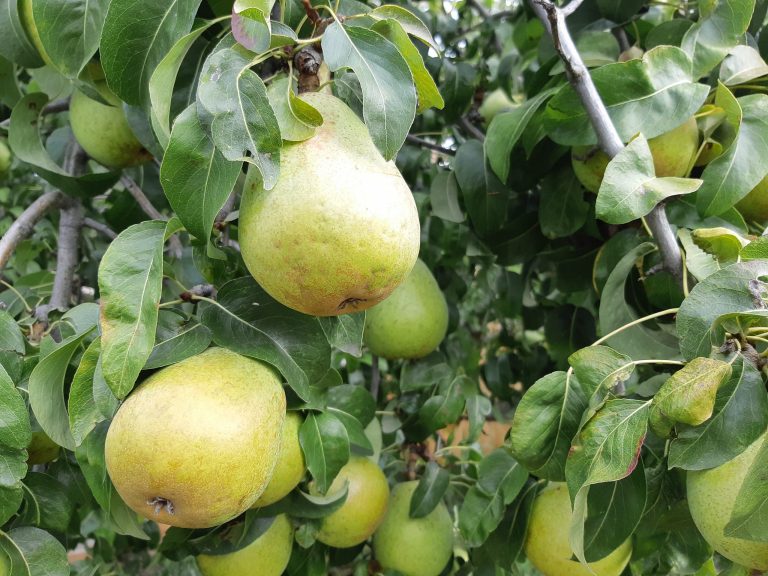 Winter Storage Pears on the Tree