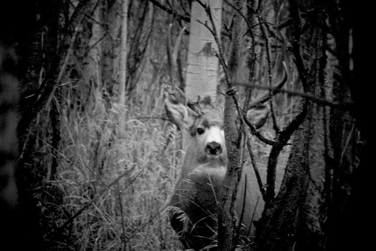 A mule deer buck peering through the trees at the hunter.