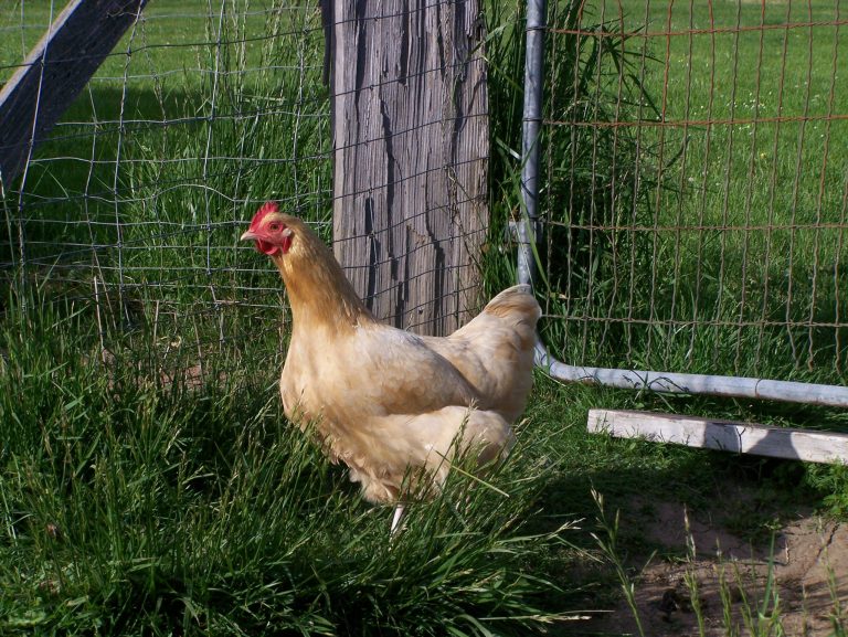 The Day We Took Old Laying Hens