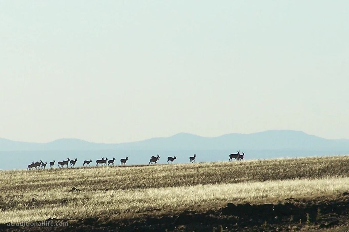 A herd of antelope moving across an open plain.