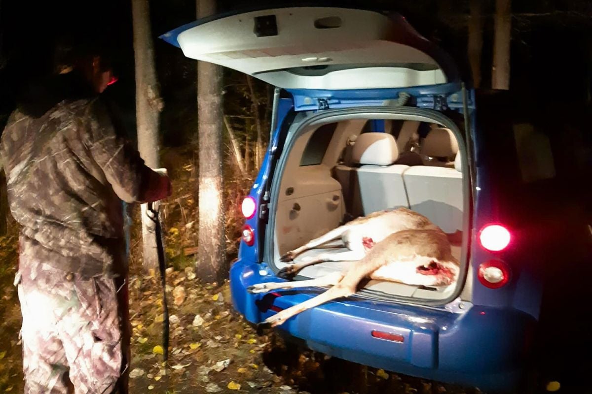 A blue hatchback car with a harvested deer in the back. 