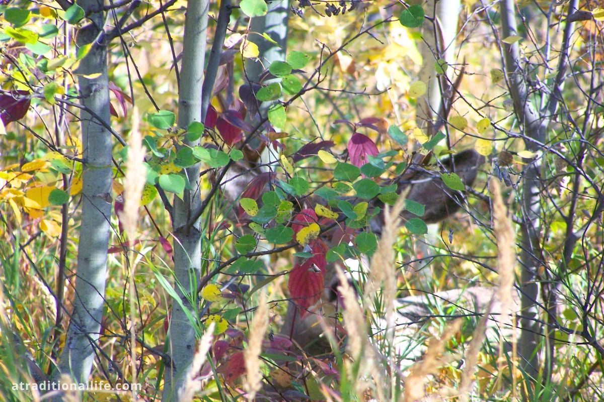 a young buck with face hidden behind a bush and antlers poking out the top of branches