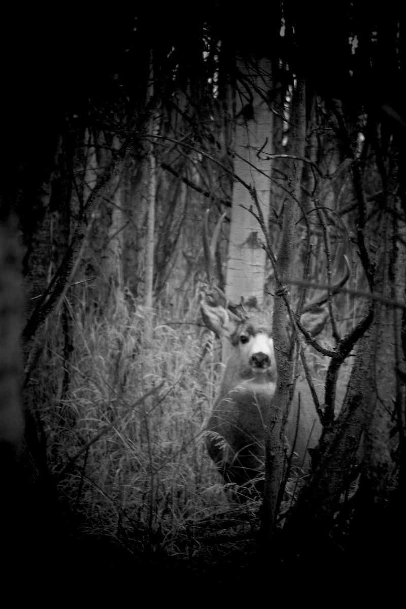 A big mule deer buck gazing head on through the trees