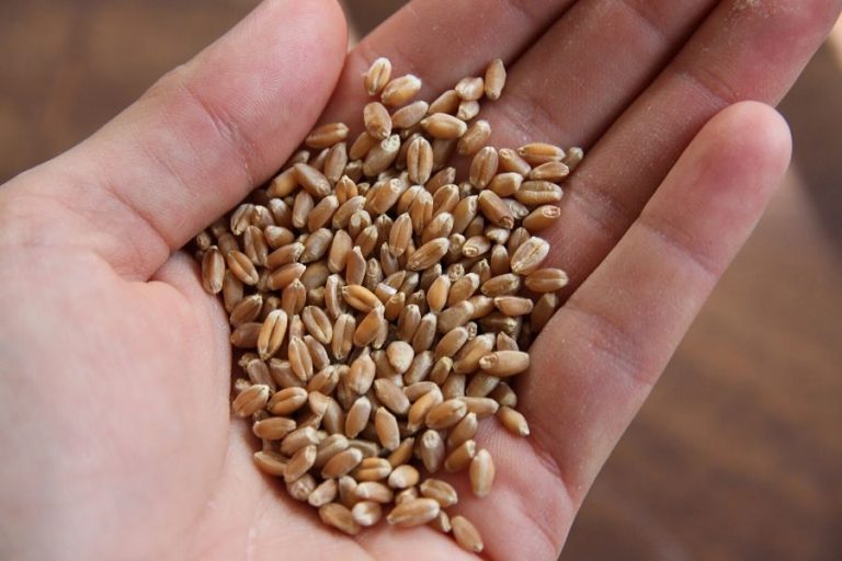 A handful of whole wheat berries