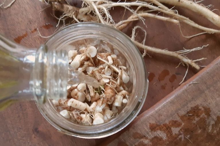 DIY Dandelion Root Tincture