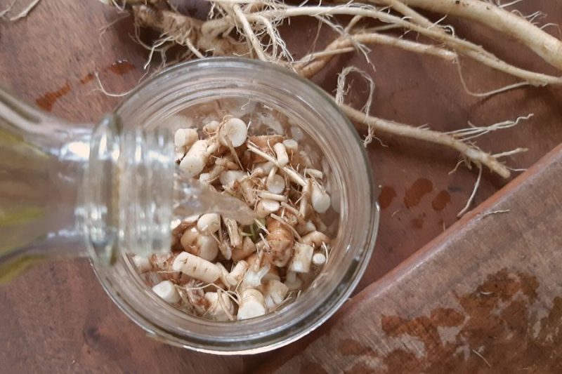 DIY Dandelion Root Tincture • a traditional life