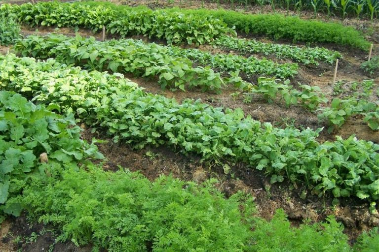 Growing vegetables in mini raised garden beds
