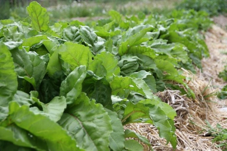 A garden row of leafy, green beets