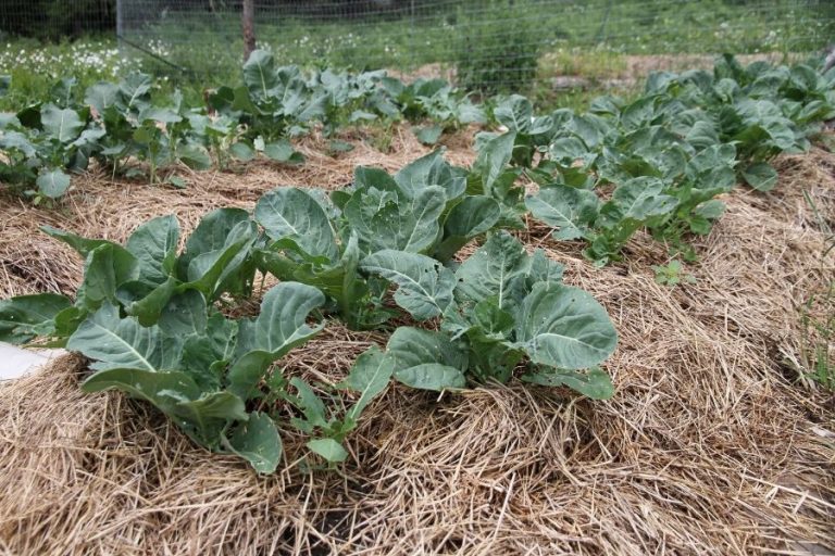 A row of mulched soil with green brassicas