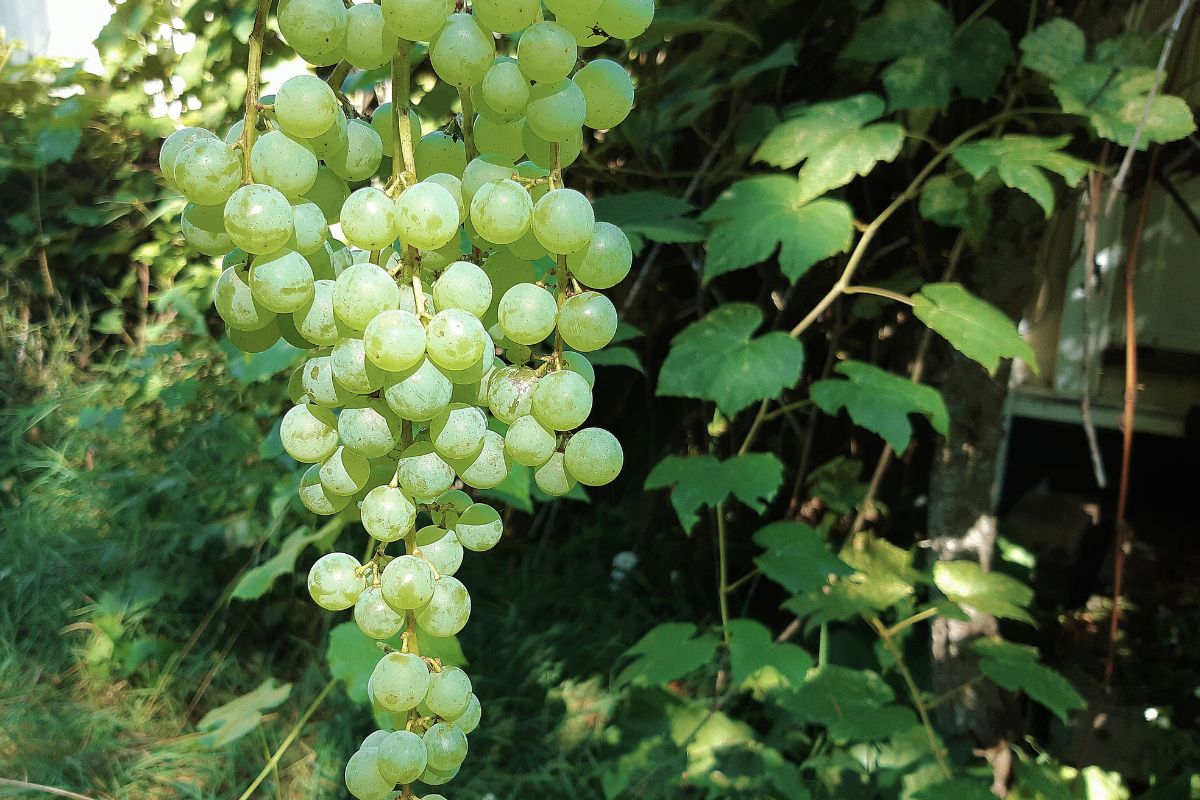 A cluster of ripe, green tables grapes hanging on the vine.