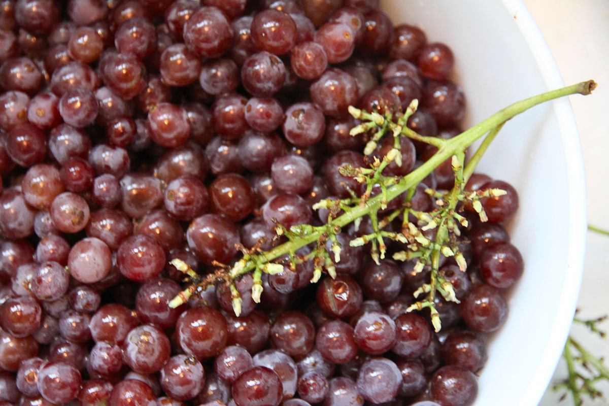 A colander filled with freshly rinsed, red table grapes
