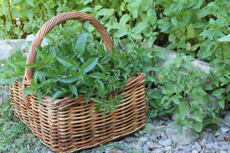 A basket of green, freshly harvested mint leaves