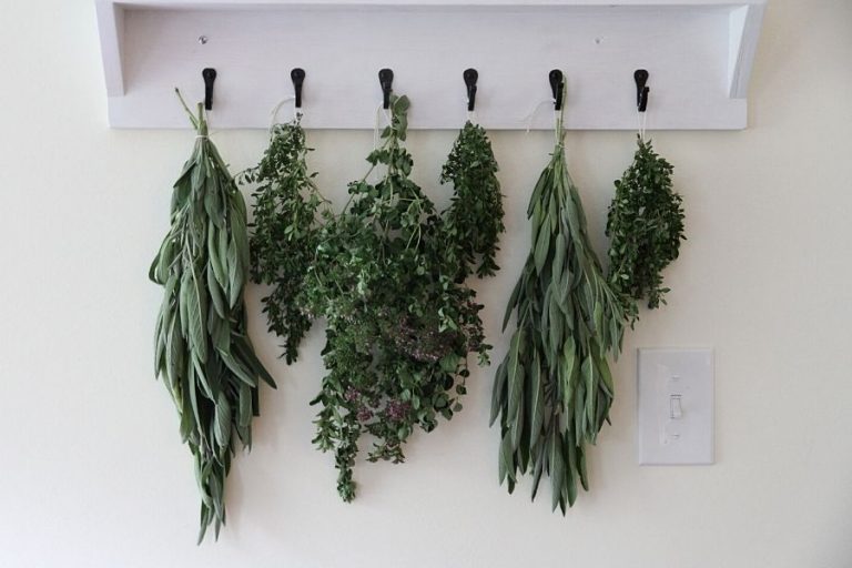 A row of herbal swags waiting to dry in the kitchen