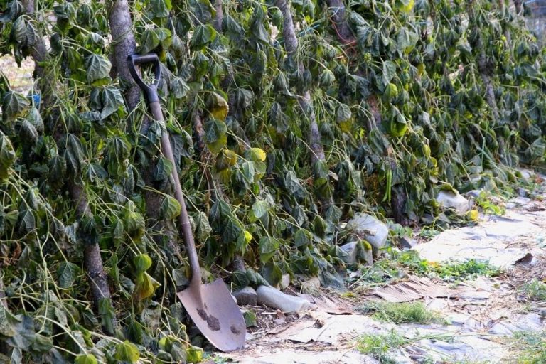 a shovel leaning up against a bean trellis