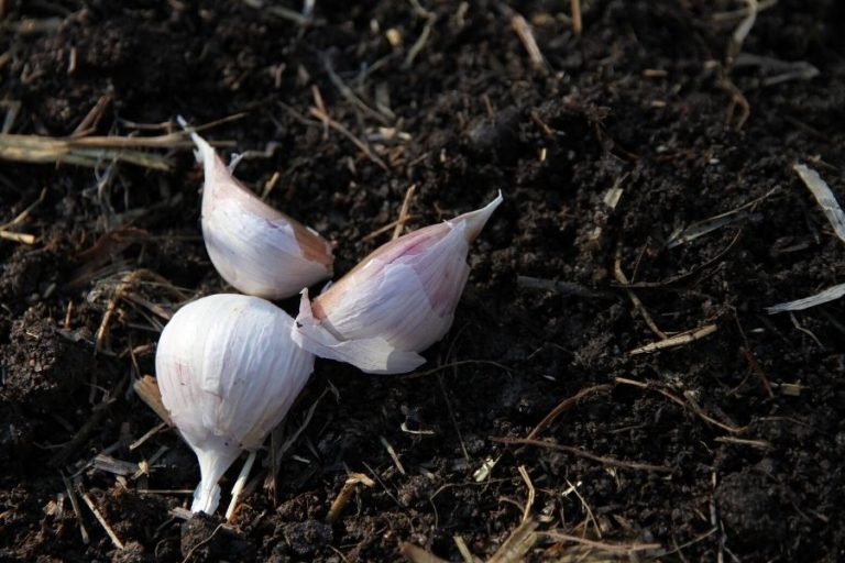 three garlic cloves lying on garlic soil, waiting to be planted