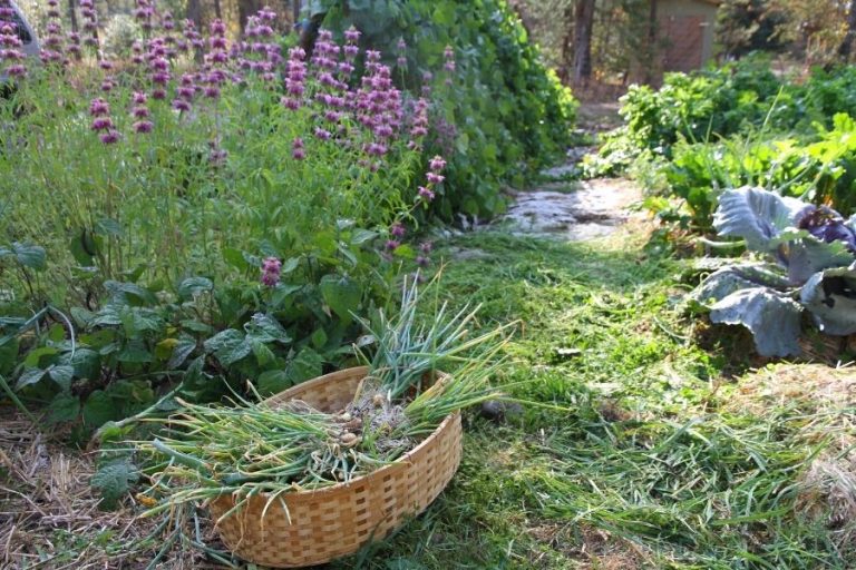 a basket of onions sitting in a pathway in my garden