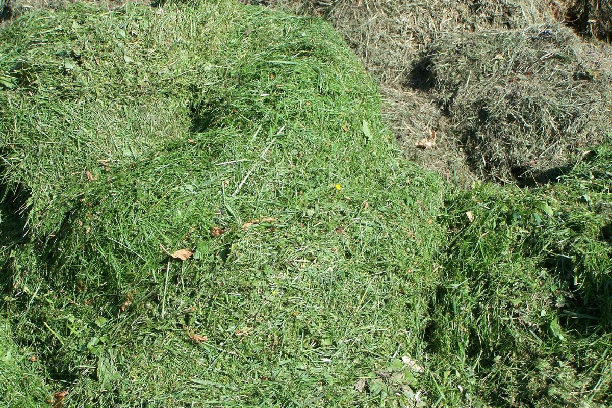 A pile of green grass clippings in a compost heap.