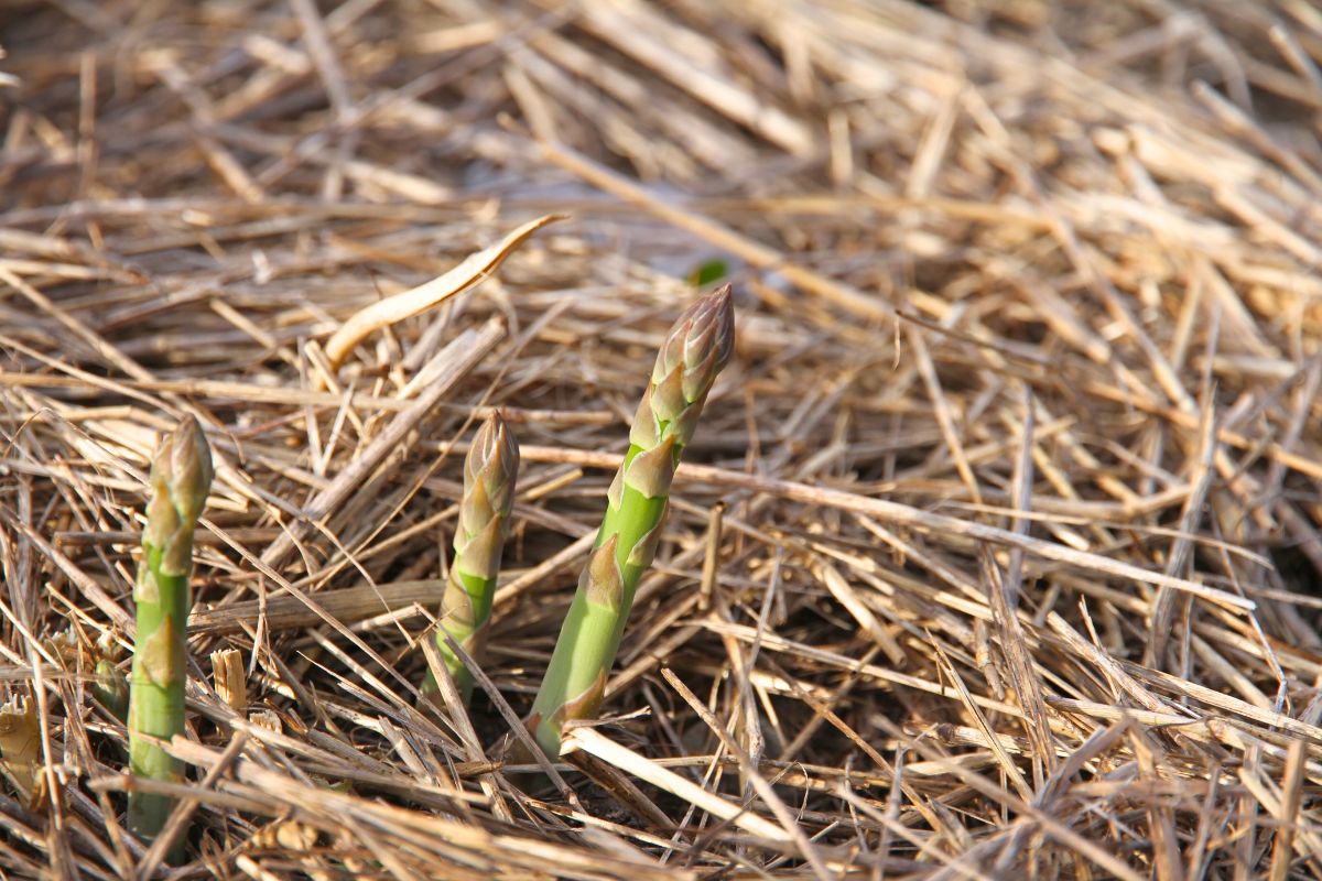 Asparagus crowns poking through straw mulch in an asparagus bed. 