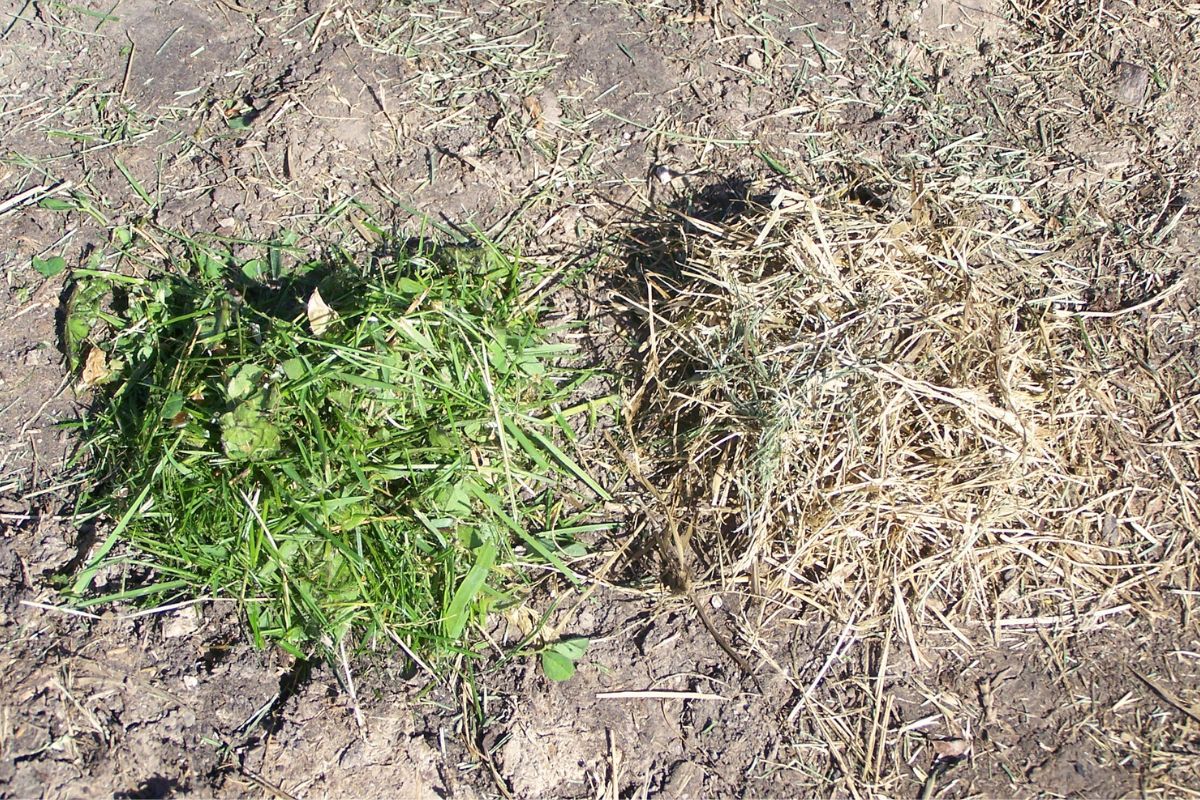 A pile of fresh green grass sitting by a pile of dull green, dry grass.