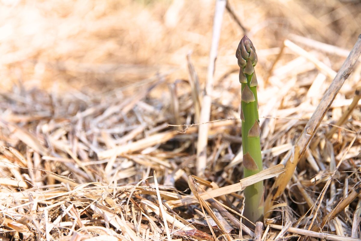 A single stalk of green asparagus poking up through straw mulch. 