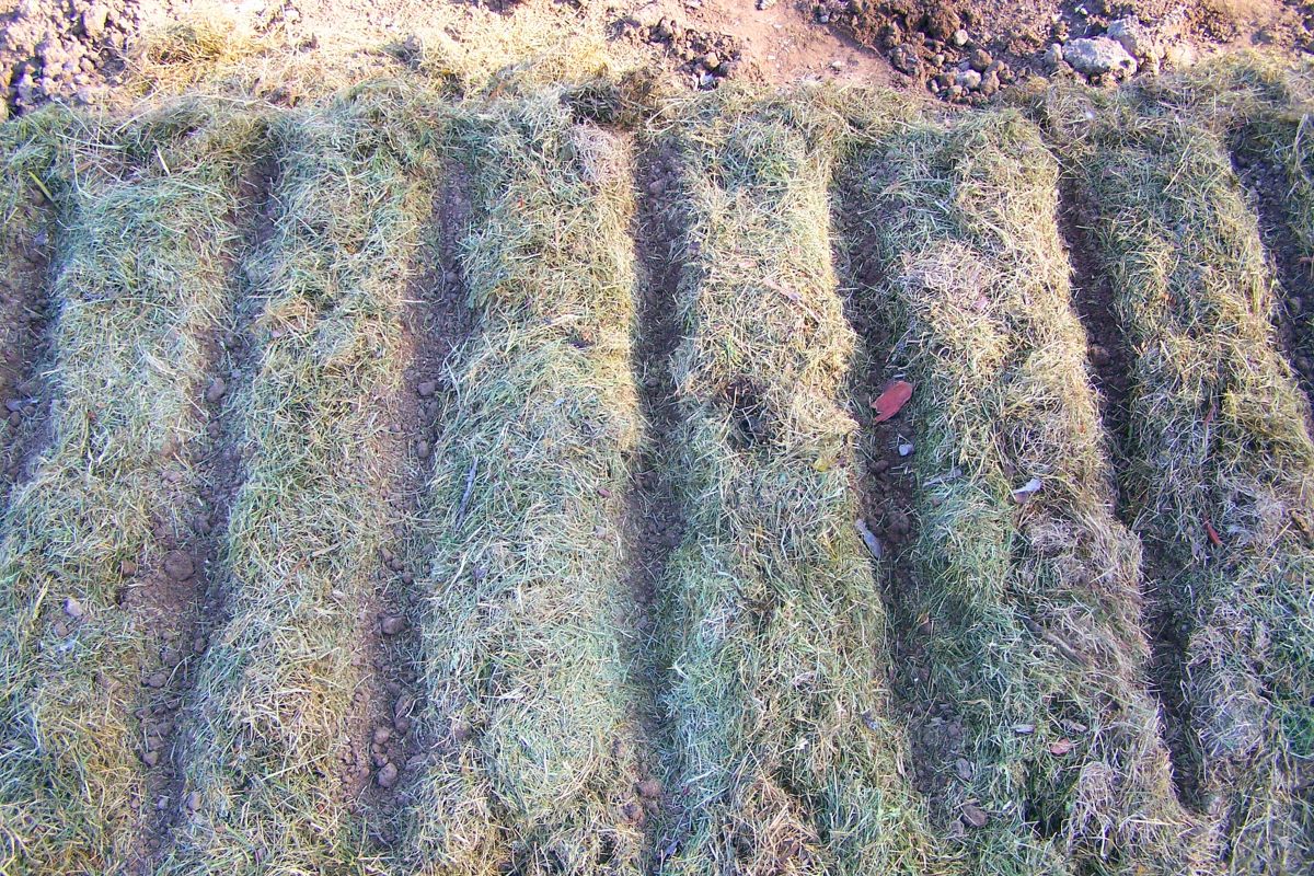 A wide garden bed with rows formed in the grass mulch, ready for seeding flowers, herbs or vegetables.