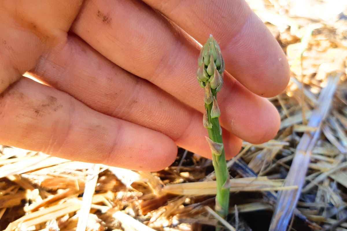 A tiny, pinky size green asparagus in its first spring. 