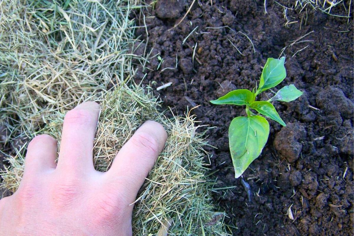Tender young herb seedling just planted into dry grass mulch.