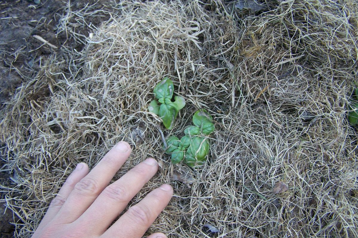 Sinking a seedling transplant into a hole in the grass mulch.