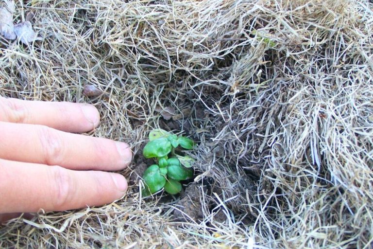 Tender young basil seedlings mulch all around with dry lawn clippings.