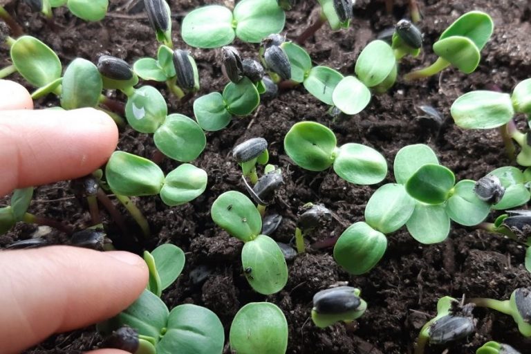 small seedings growing in potting soil