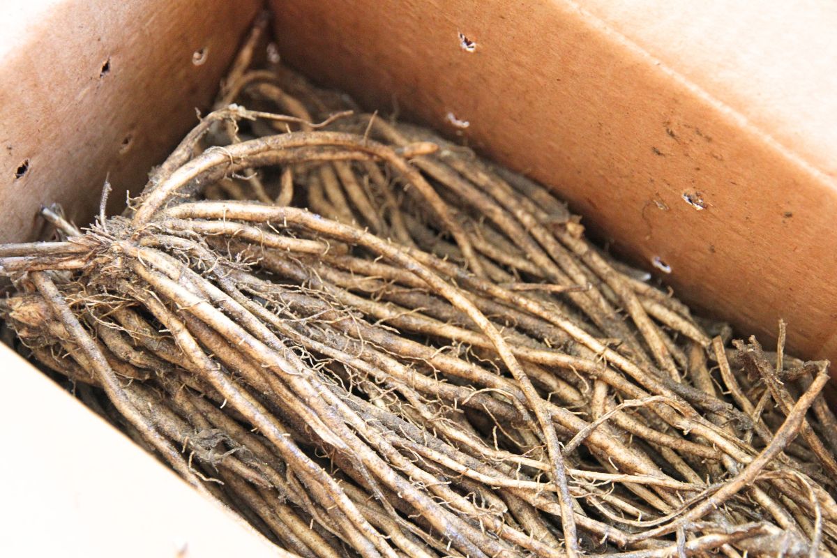 A cardboard box filled with asparagus crowns that have long white roots.