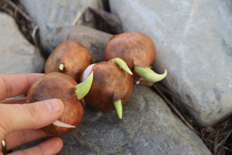 a group of flower bulbs on the ground, ready to be planted